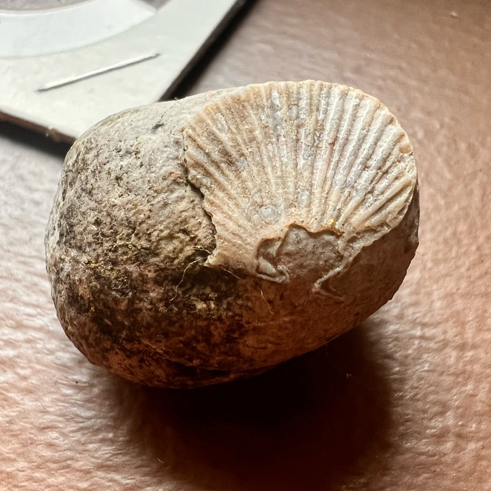 Beautiful Limestone Shell Fossil